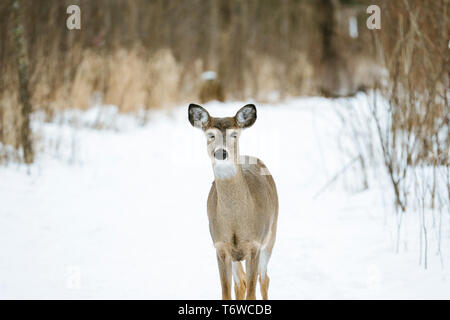 Gerade in der Nähe der White-tailed deer standing im Schnee Stockfoto