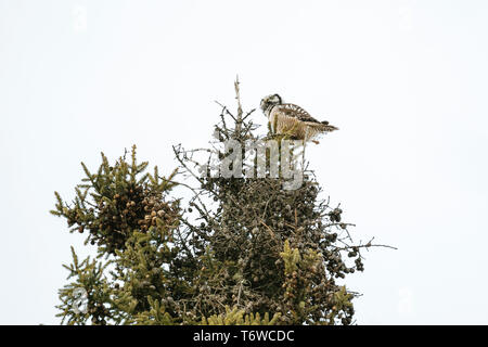 Ansicht von unten der Northern Hawk Owl auf der Spitze einer Pinie Stockfoto