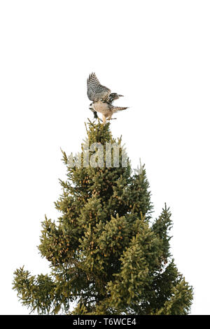 Seitenansicht eines Northern Hawk Owl mit seinen Flügel, mit einem vole Stockfoto