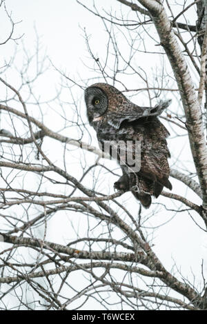 Seitenansicht eines Bartkauz in den Wald starrt Stockfoto