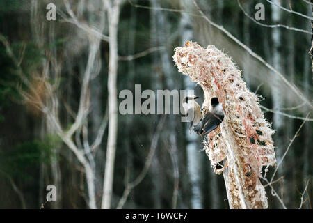 Seitliche Sicht auf zwei graue Jay Vögel füttern auf der Karkasse Stockfoto