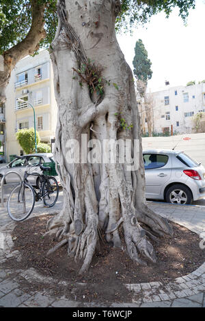 Ficus benjamina, gemeinhin als weinen Bild bekannt, Benjamin Abb. oder ficus Baum Stockfoto