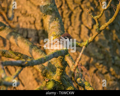 Feldsperling Stockfoto