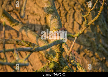 Feldsperling Stockfoto