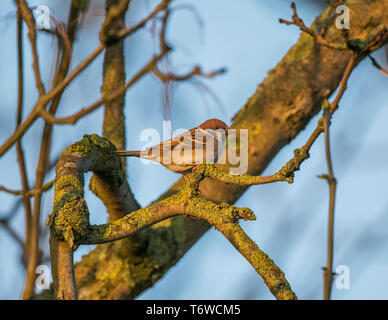 Feldsperling Stockfoto