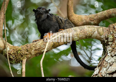 Red-handed Tamarin, Saguinus Midas, Danpaati Insel, oberen Suriname Fluss, Surinam Stockfoto