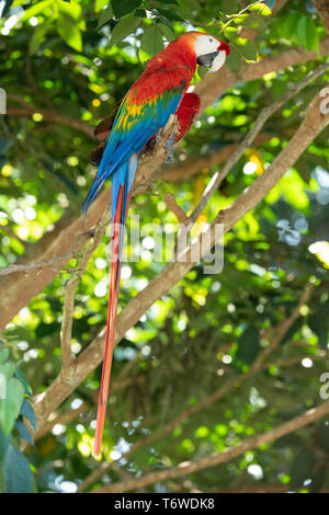 Scarlet macaw, Ara macao, Knini Paati, oberen Suriname Fluss, Surinam Stockfoto