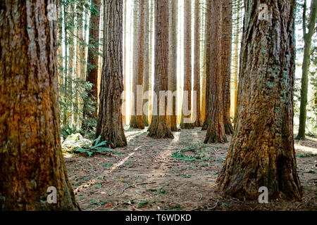 Hintergrundbeleuchtung Redwood Forest, (Sequoioideae) Nadelholz Baum Stockfoto