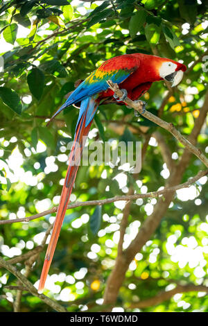 Scarlet macaw, Ara macao, Knini Paati, oberen Suriname Fluss, Surinam Stockfoto