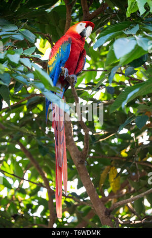 Scarlet macaw, Ara macao, Knini Paati, oberen Suriname Fluss, Surinam Stockfoto