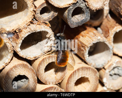 Mason Bees an ein Insekt Hotel Stockfoto