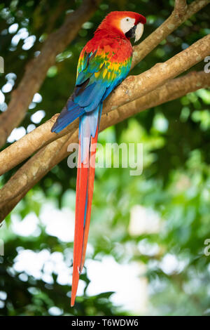 Scarlet macaw, Ara macao, Knini Paati, oberen Suriname Fluss, Surinam Stockfoto