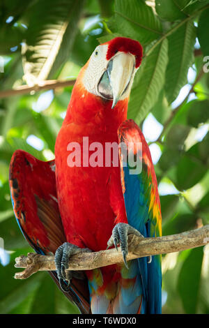 Scarlet macaw, Ara macao, Knini Paati, oberen Suriname Fluss, Surinam Stockfoto