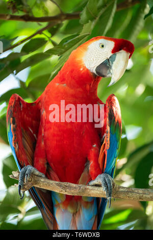 Scarlet macaw, Ara macao, Knini Paati, oberen Suriname Fluss, Surinam Stockfoto