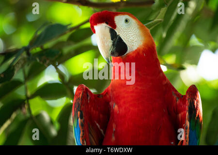 Scarlet macaw, Ara macao, Knini Paati, oberen Suriname Fluss, Surinam Stockfoto