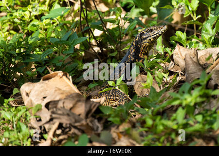 Golden tegu, Tupinambis teguixin, peperpot Naturpark, Surinam Stockfoto