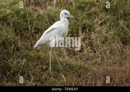 Little Blue Heron (White Morph), Egretta caerulea, Plantage Frederiksdorp, commewijne Bezirk, Surinam Stockfoto