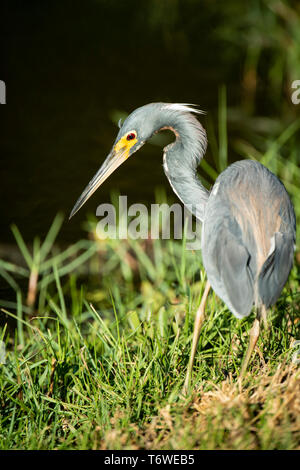 Dreifarbige Reiher, Egretta tricolor, Plantage Frederiksdorp, commewijne Bezirk, Surinam Stockfoto