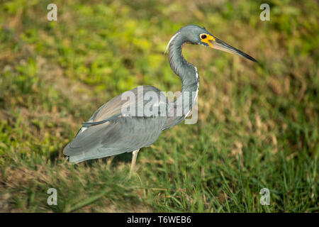 Dreifarbige Reiher, Egretta tricolor, Plantage Frederiksdorp, commewijne Bezirk, Surinam Stockfoto