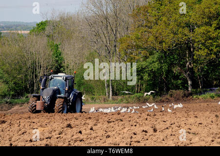 Ein Traktor pflügen ein großes Feld in der Nähe von Cowbeech, einem Dorf in der Grafschaft East Sussex Landschaft. Der Boden liefert Nahrungsmittel für folgende Möwen. Stockfoto