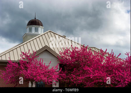 Atemberaubende reiche Blüten der Redbud Baum stehen vor einem Gebäude bei bewölktem Himmel. Stockfoto