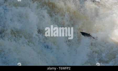 Atlantischer Lachs (Salmo salar) sprang der Fluß Shin Stockfoto