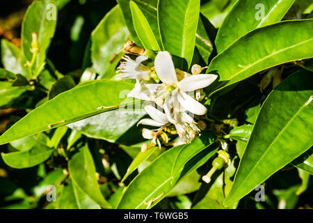 In der Nähe von Orange Tree Blumen, Kalifornien Stockfoto