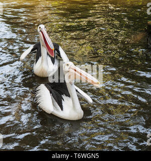 Zwei australische Pelikanen (Pelecanus conspicillatus) mit offenen Schnäbeln schwimmen im Wasser Stockfoto