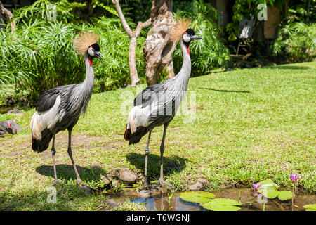 Zwei gekrönte Krane (Balearica regulorum) in der Nähe der Seerosenteich Stockfoto