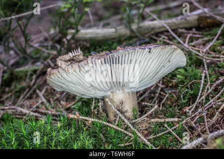 Lamellare Pilz im Moos Stockfoto