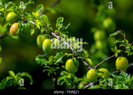 Grüne Pflaumen auf den grünen Zweig der Baumstruktur. Stockfoto