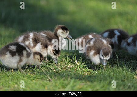 Nil gans Küken Essen am Ufer Stockfoto