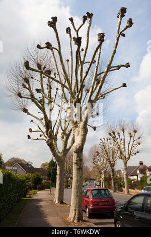 Pollarded London Ebene (Plantus x Hispanica) Bäume auf einem South London Street, UK, Frühling. Stockfoto