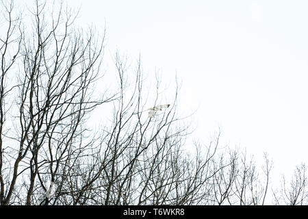 Low Angle View ein rot-gezogenen Hawk vor einem Wald fliegen Stockfoto