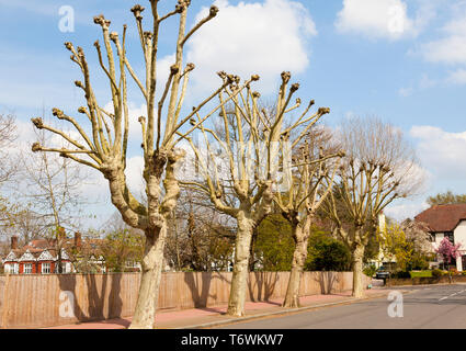 Pollarded London Ebene (Plantus x Hispanica) Bäume auf einem South London Street, UK, Frühling. Stockfoto