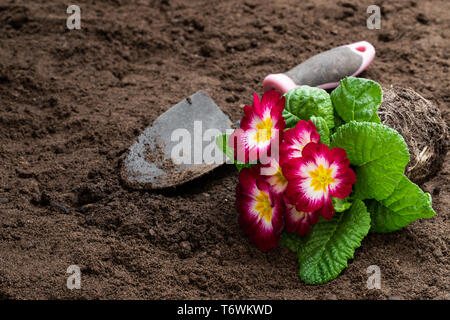 Bunte Primeln Blumen auf den Boden. Bereit für Pflanzen Stockfoto