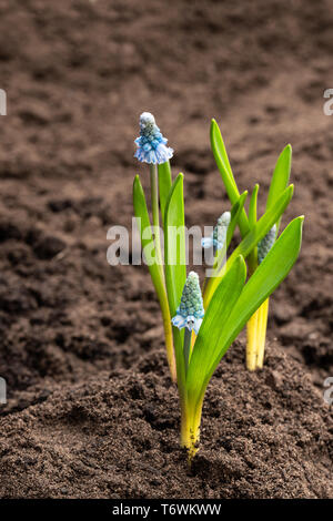 Bunte muscari Blumen auf den Boden. Stockfoto