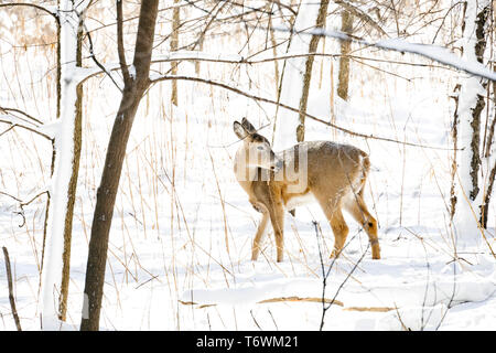 Ein weißwedelhirsche Grooming seinen Pelz im Schnee Stockfoto