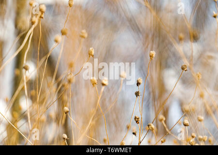 Detail einer chemische Anlage in den Wald Stockfoto