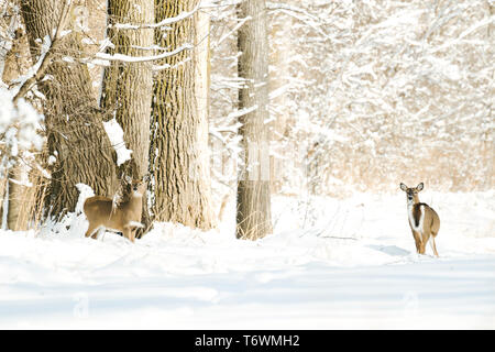 Zwei White-tailed deer standing in einer verschneiten Winterwald Stockfoto