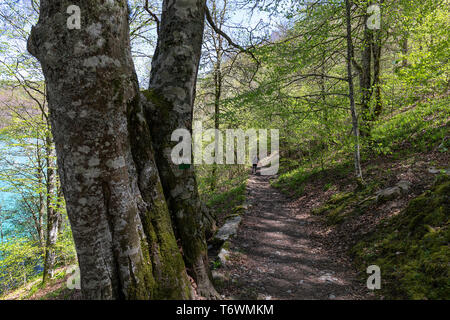 Wald von Irati an einem sonnigen Frühlingstag in Navarra Stockfoto