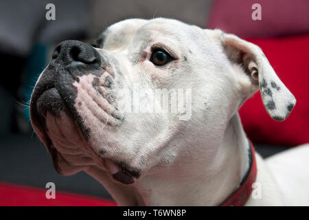 Gesichtsbehandlung Profil von Old Tyme Bulldog Stockfoto