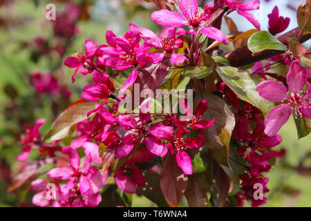 Malus royalty Apfelbaum. tiefes Rot Laub auf Malus Royalty Zweige Stockfoto