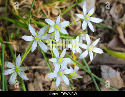 Der Stern von Bethlehem - ornithogalum umbellatum Blumen im Frühling Stockfoto