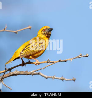 Afrikanische maskierte Weaver, Afrika Wildlife Stockfoto