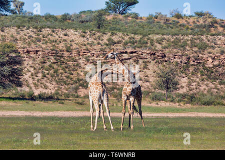 Niedlichen Giraffen in Liebe, Südafrika wildlife Stockfoto