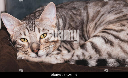 Müde männlich Bengal Katze ruht auf Kamera müde Stockfoto