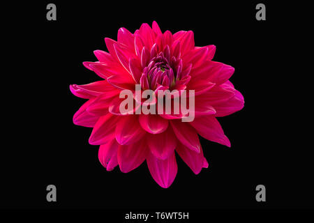 Ansicht Von Nur Dalia Blume In Farbe Version Auf Schwarz Hintergrund Stockfoto