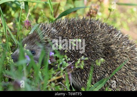 Portrait von Igel im Feld Gras Stockfoto