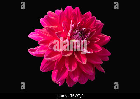 Ansicht Von Nur Dalia Blume In Farbe Version Auf Schwarz Hintergrund Stockfoto